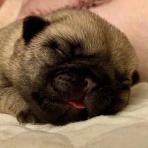 Meet your Posher, Peggy